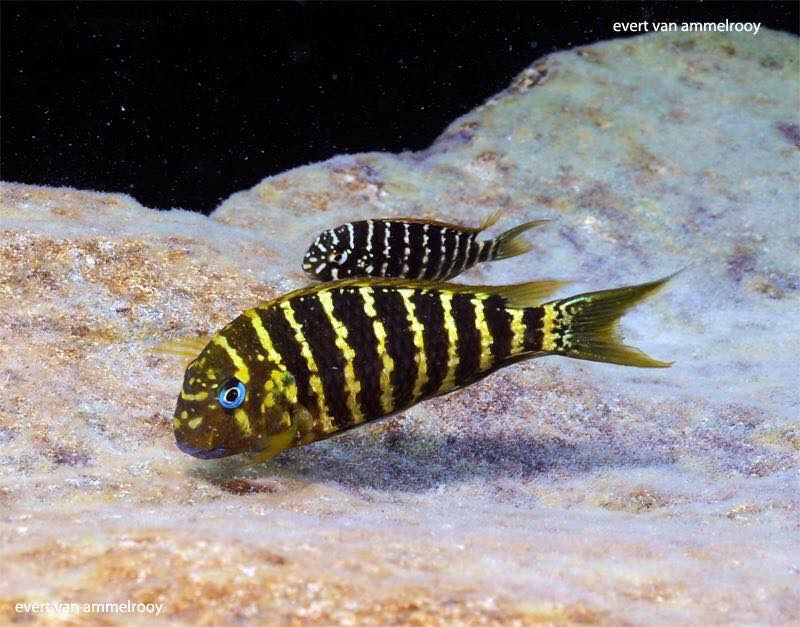Tropheus polli 'Mabilibili Bay'